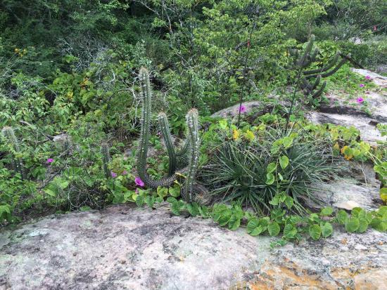 Reservar Natural Serra das Almas