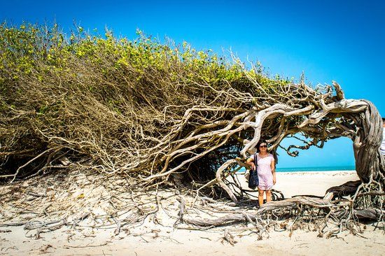 Árvore da Preguiça