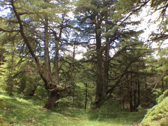 Shouf Biosphere Reserve
