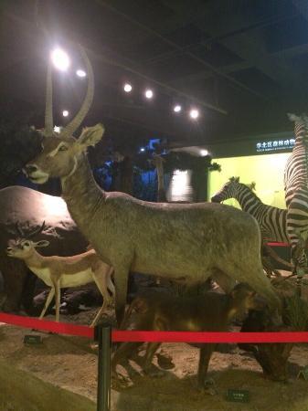 Harbin Forest Museum