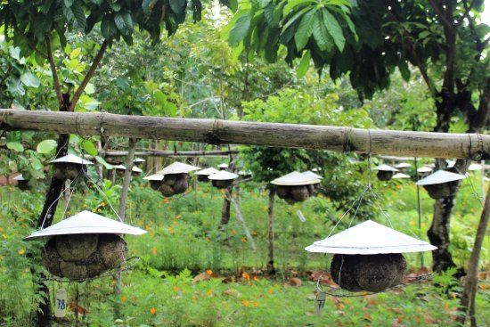 Balay Buhay sa Uma Bee Farm