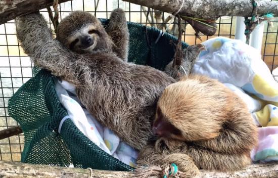 Alturas Wildlife Sanctuary