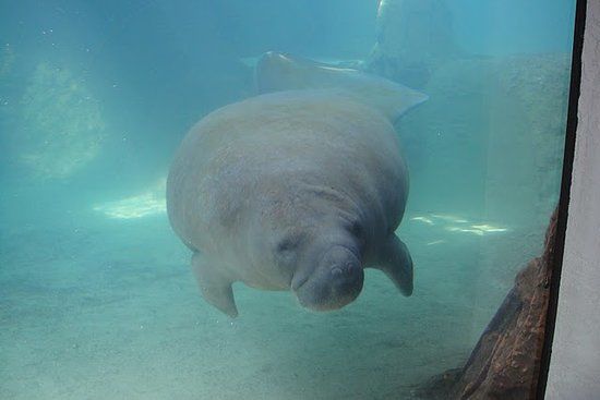 Mote Marine Laboratory and Aquarium