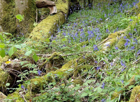 Lower Woods Nature Reserve