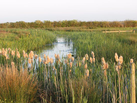 WWT Steart Marshes