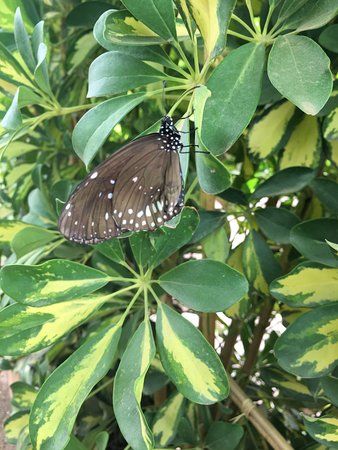 Mariposario de Níjar S.L