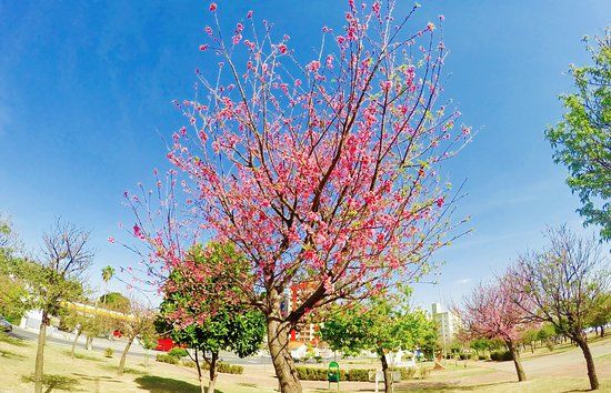 Praça Roque Torce Filho