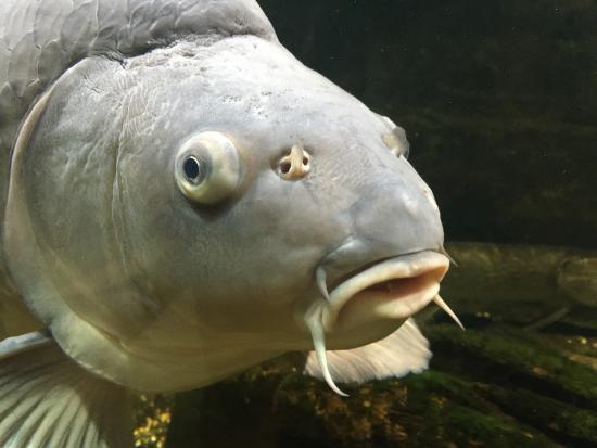 Aquarium la Maison du Saumon Et de la Rivière