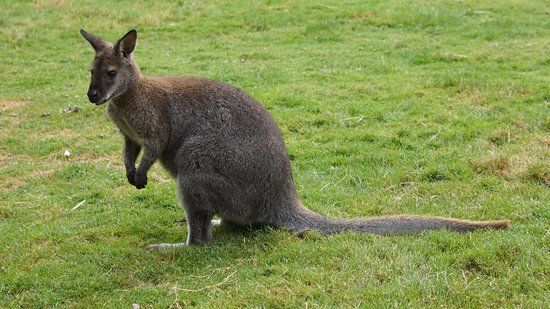 Parc Animalier du Moulin Rouge