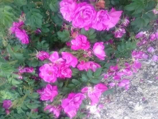 Jardin de Pimpinellifolia