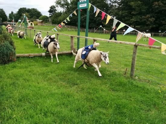 Willows Activity Farm