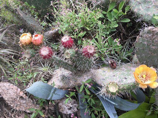 Bosque Protector Jerusalem