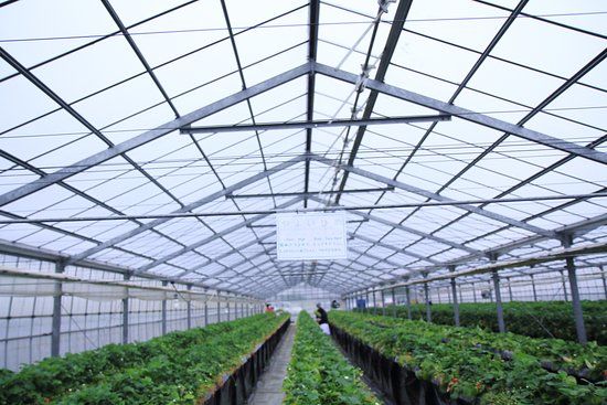 Kawatsura Strawberry Farm