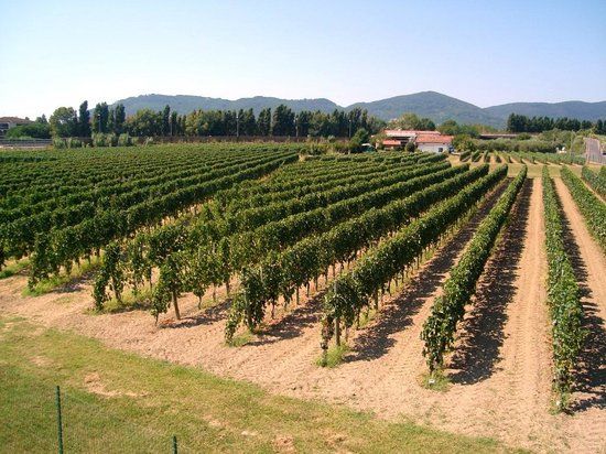 Azienda vinicola La Baia del Sole