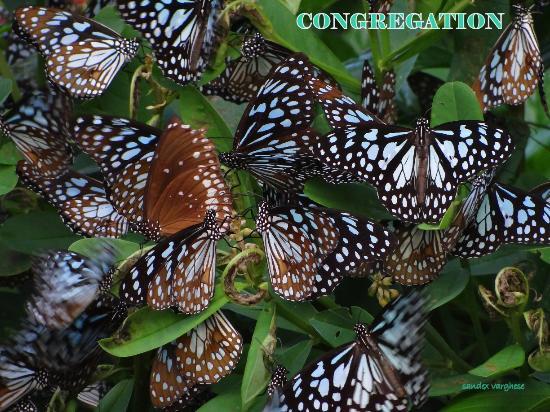 Butterfly Safari Park