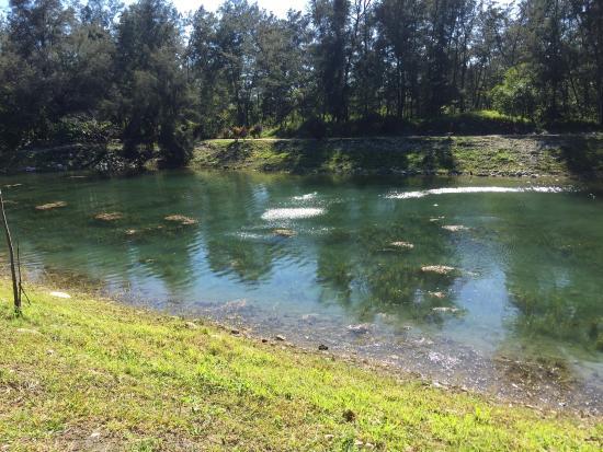 Black Forest Park Pipa Lake