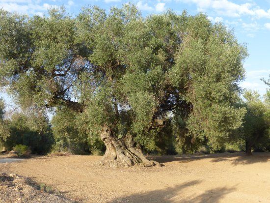 Centro de Interpretación del Aceite de Sant Mateu