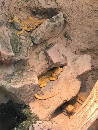 Reptilienzentrum Malmö