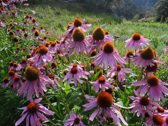 Parc de les Olors d'Araos