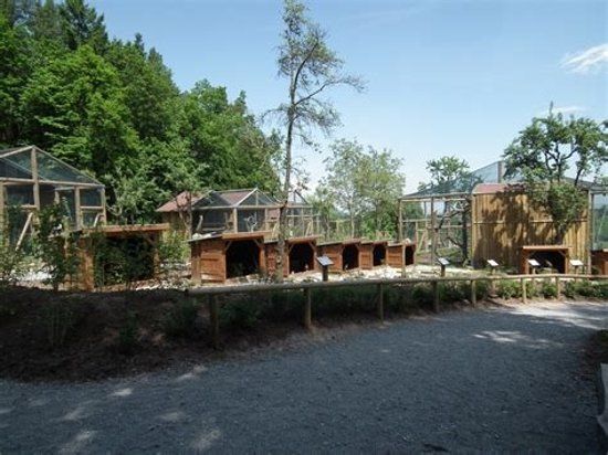 Falknerei Burg Rabenstein