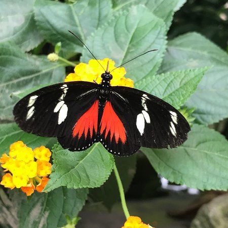 De Orchideeën Hoeve