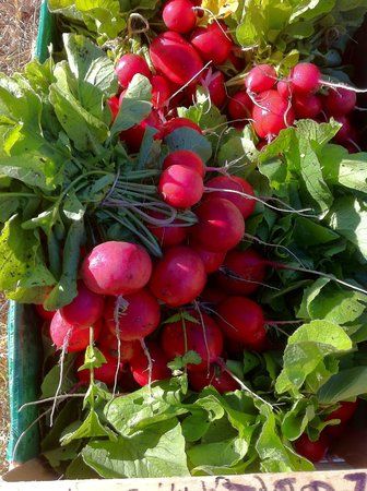 Le Potager du Nebbio