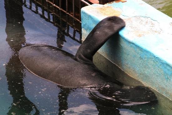 Parque Mamíferos Aquático