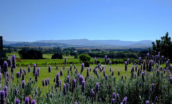 Mountain Ridge Wines