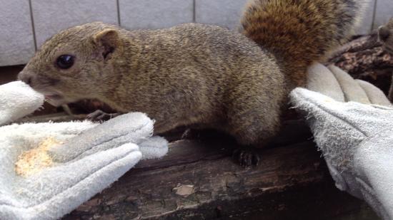 Kinka Squirrel Village