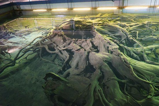 Uozu Buried Forest Museum