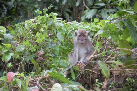 Kinabatangan Jungle Camp