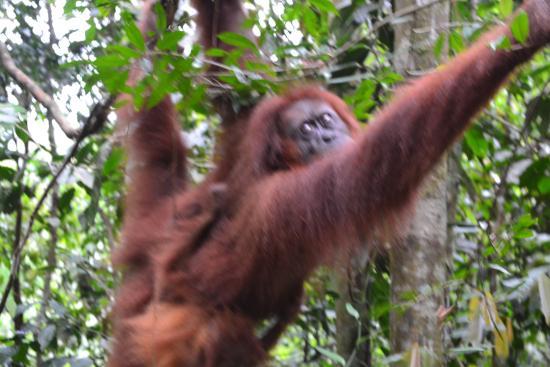 The Bohorok Orangutan Centre at Bukit Lawang