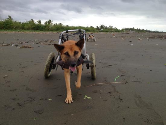 Aklan Animal Rescue & Rehabilitation Center