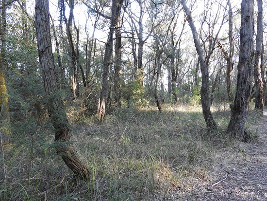 Ollerton Avenue Bushland Reserve