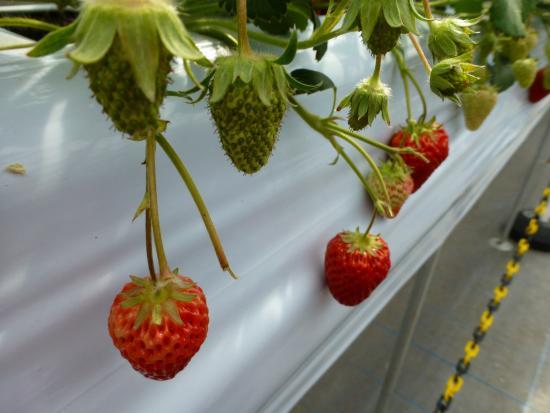 Karuizawa Gardenfarm