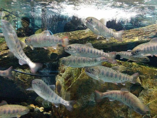 Yamanashi Prefectural Fuji Spring-fed Village Aquarium