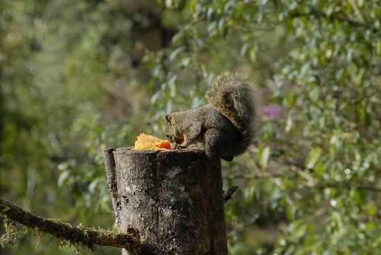 Parque National Los Quetzales