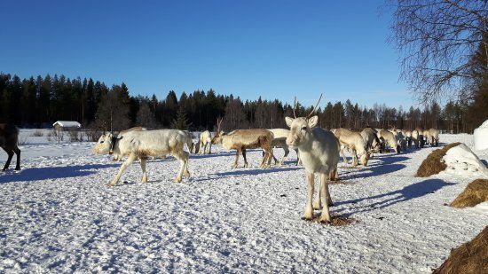 Kujala Reindeer Farm