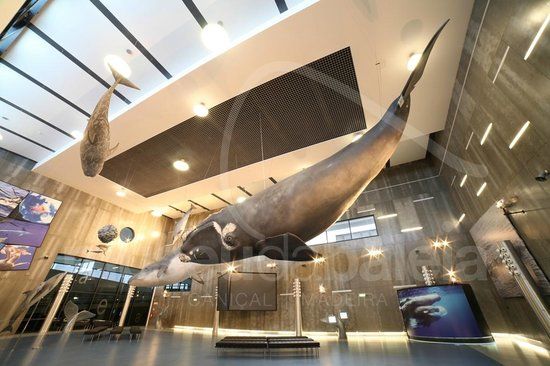 Madeira Whale Museum