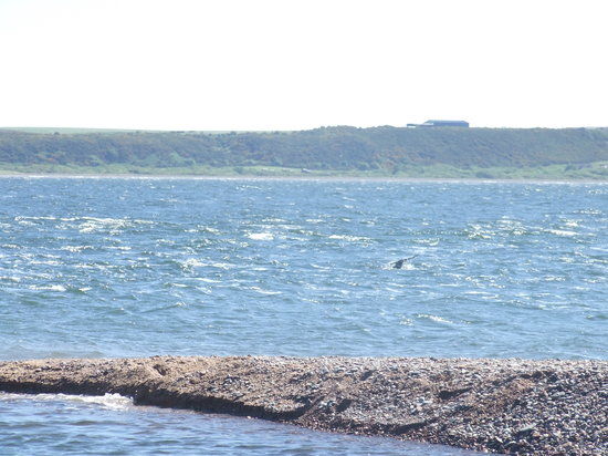 Chanonry Point
