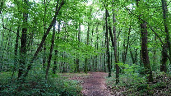 La Fageda d'en Jorda