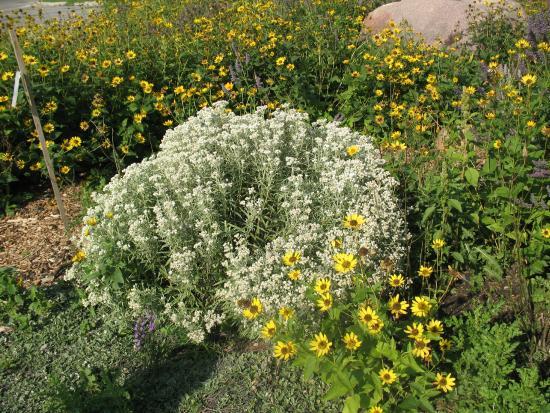 Museo Living Prairie