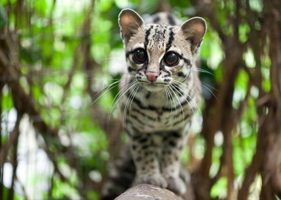 Shaldon Wildlife Trust