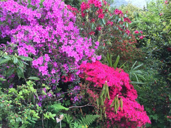 Jardin botanique de Gambarogno