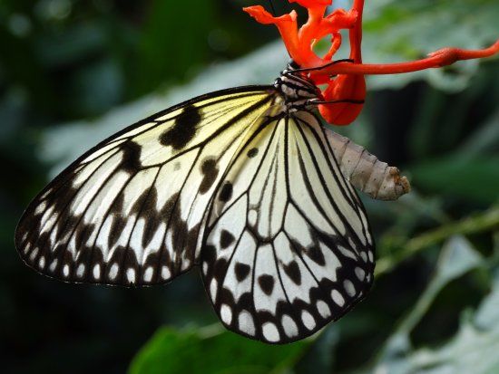 Victoria Butterfly Gardens