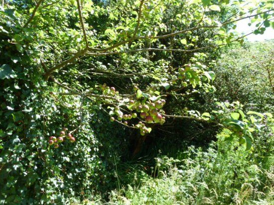 Glanleam House & Subtropical Gardens