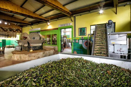 Bartolomei Frantoio Museo dell'Olio