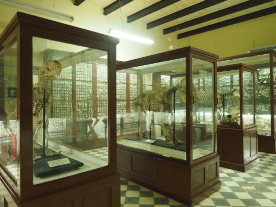 Ghar Dalam Cave and Museum