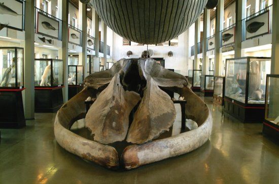Whaling Museum