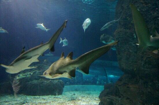 Changfeng-zeeaquarium